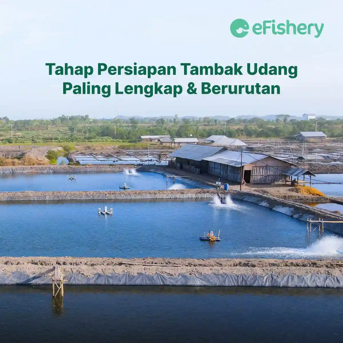 Tahap Persiapan Tambak Udang Paling Lengkap And Berurutan