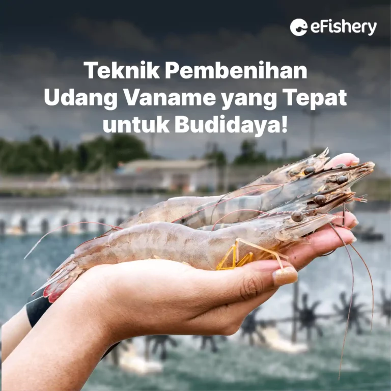 teknik pembenihan udang vaname yang tepat untuk budidaya