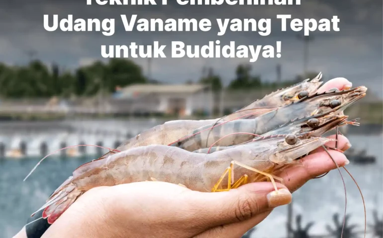 teknik pembenihan udang vaname yang tepat untuk budidaya