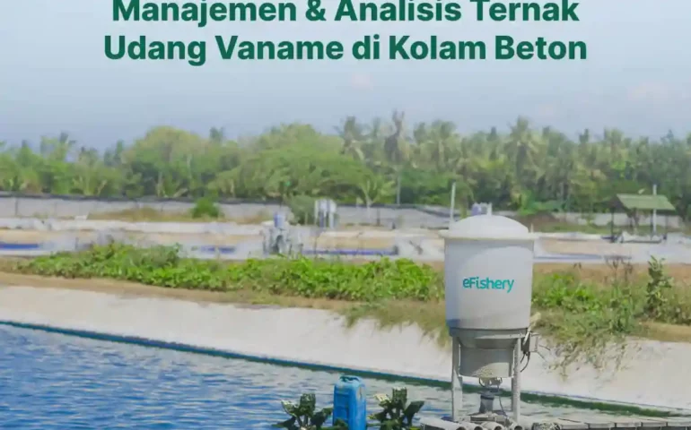 manajemen dan analisis ternak udang vaname di kolam beton