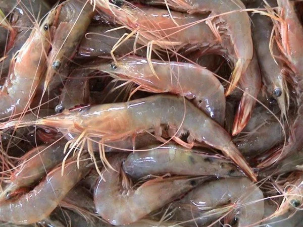 udang terserang yhd (yellow head disease)