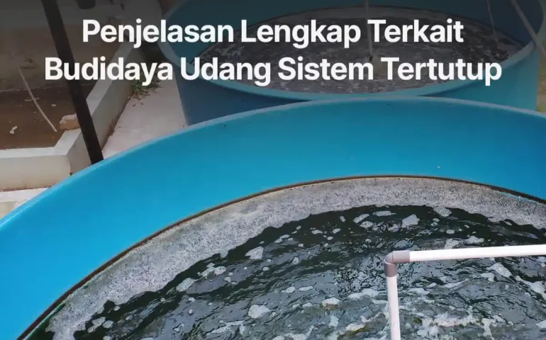 budidaya udang sistem tertutup