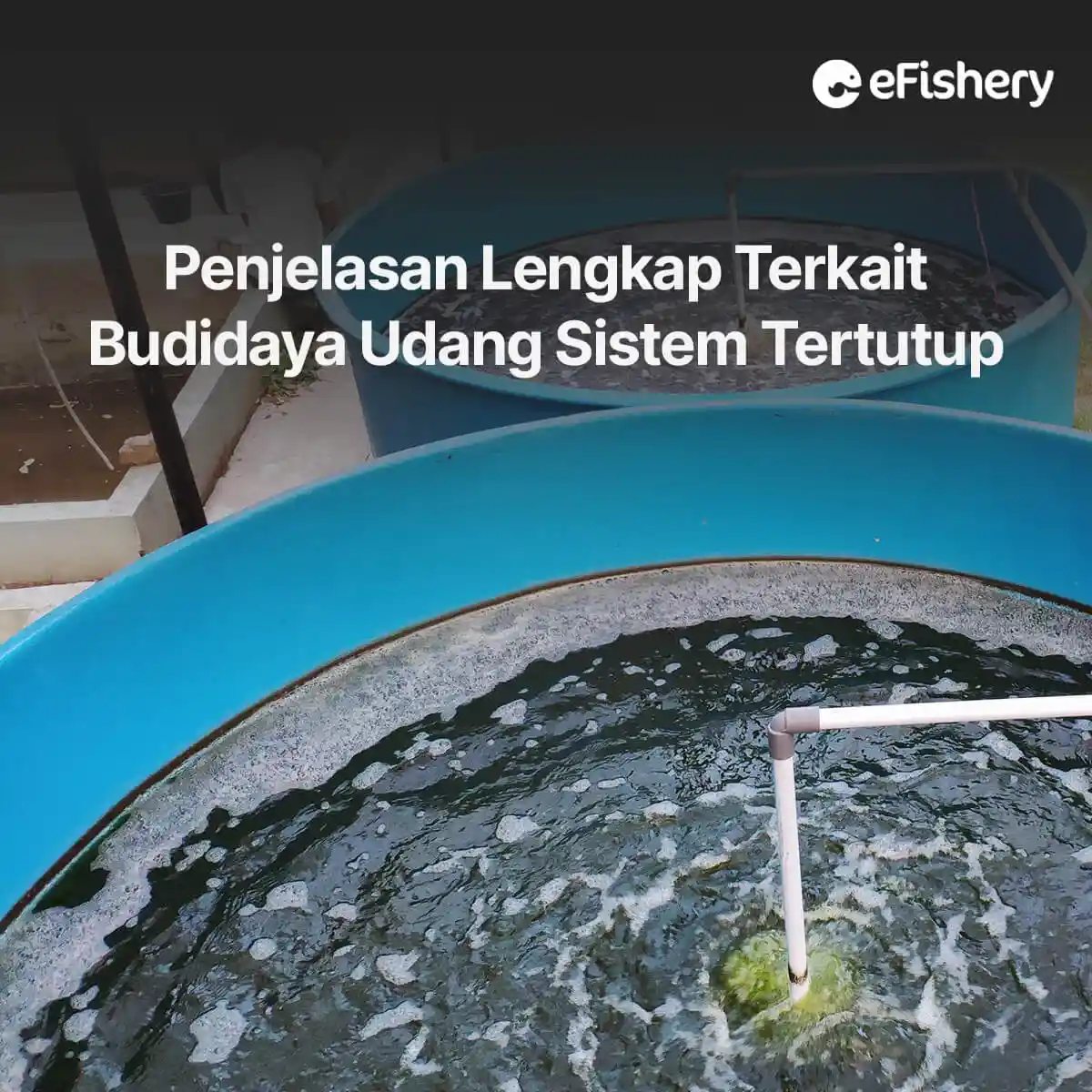 budidaya udang sistem tertutup