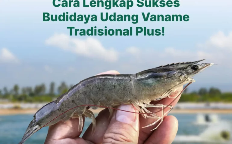 budidaya udang vaname tradisional plus