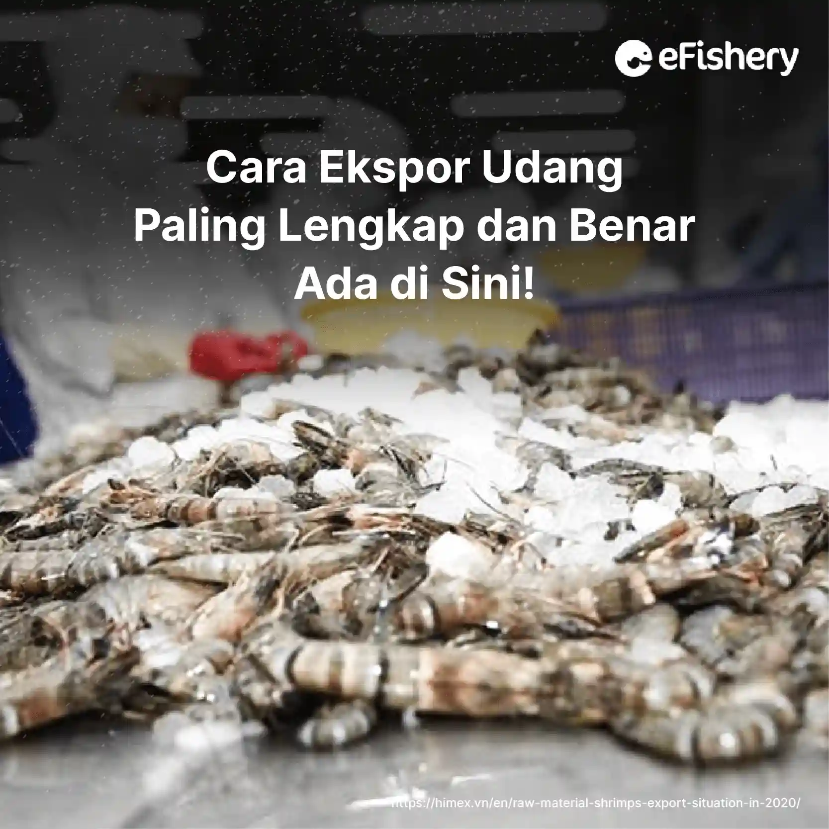 cara ekspor udang