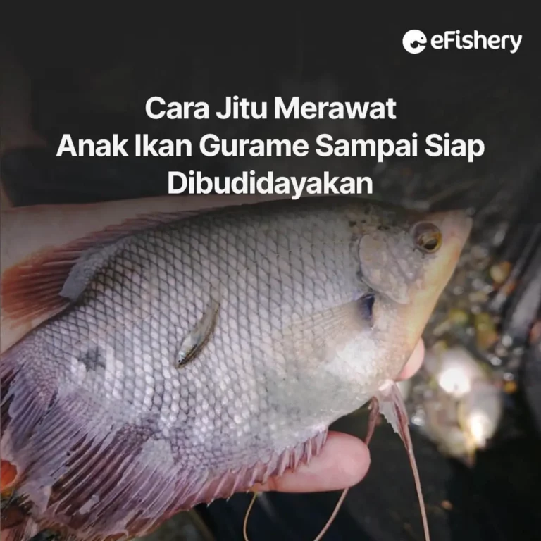 anak ikan gurame