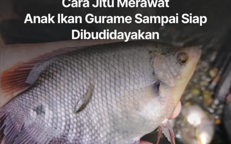 anak ikan gurame