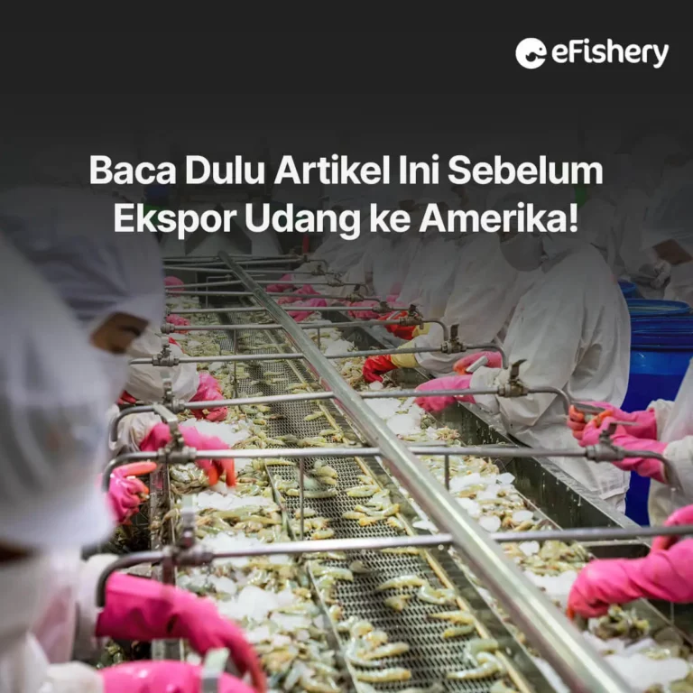 ekspor udang ke amerika