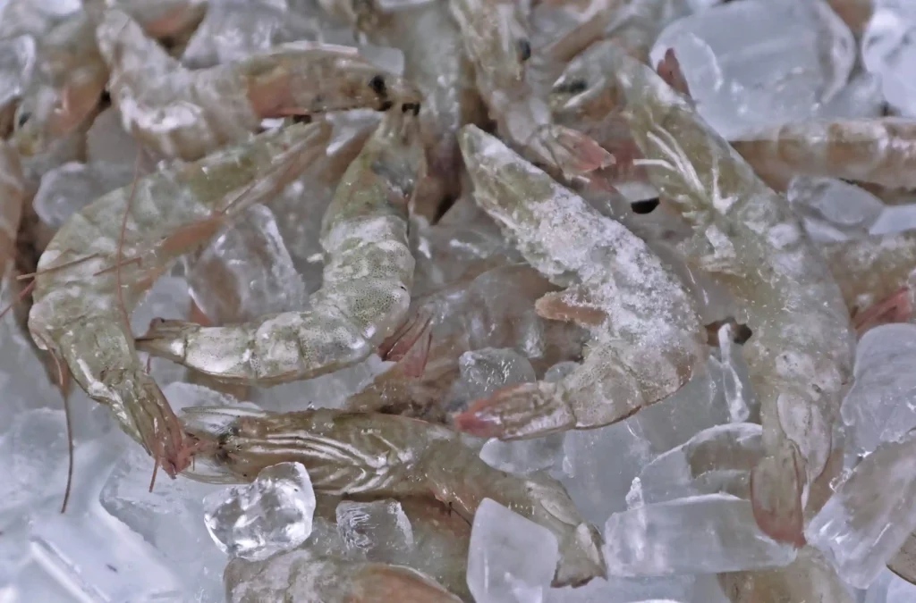 frozen shrimp