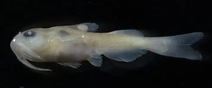 kematian larva ikan