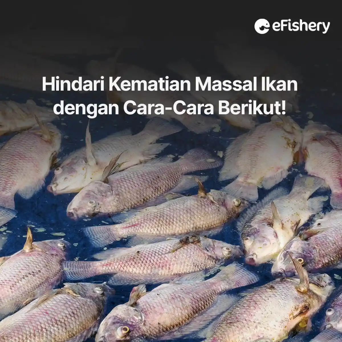 kematian massal ikan