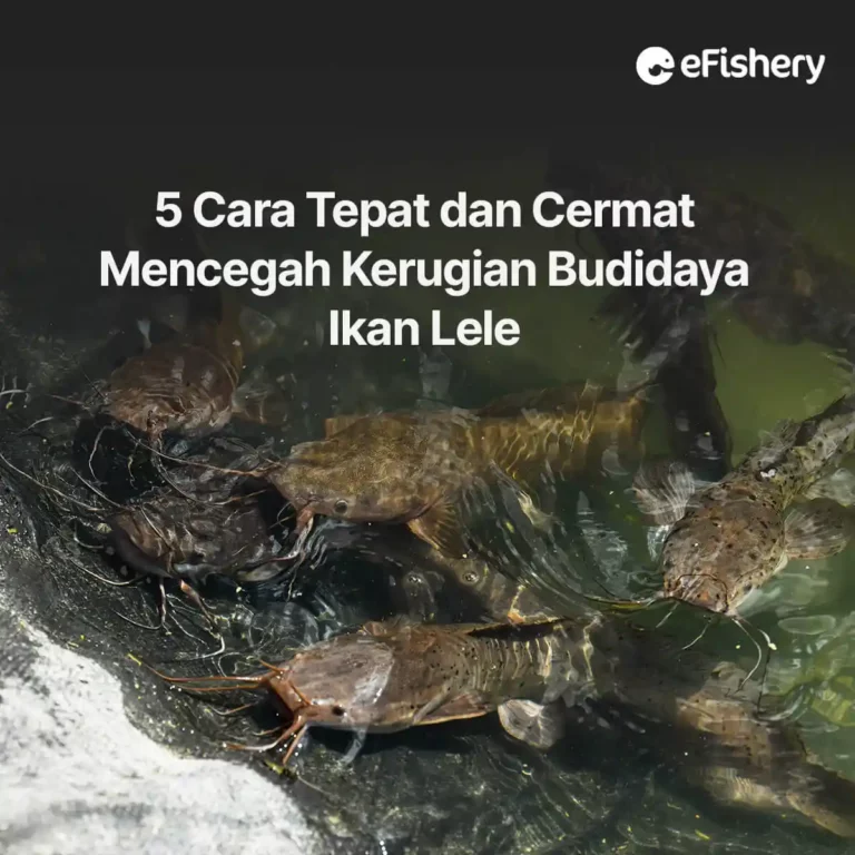 kerugian budidaya ikan lele