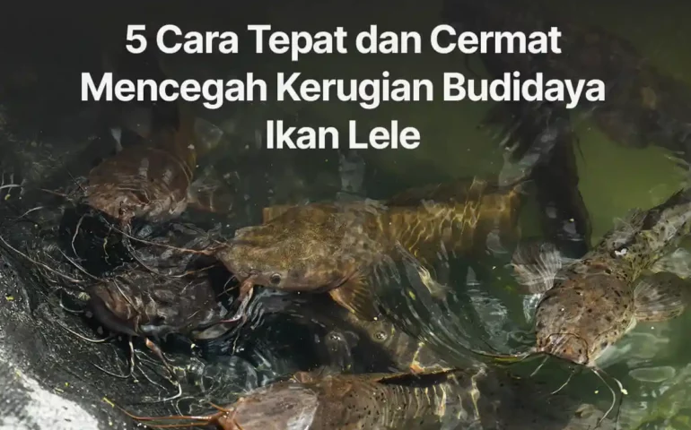 kerugian budidaya ikan lele