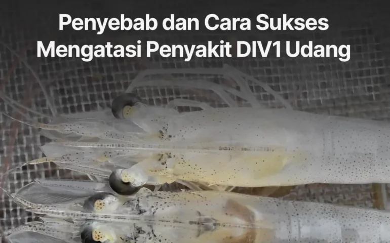 cara mengatasi penyakit div1 udang