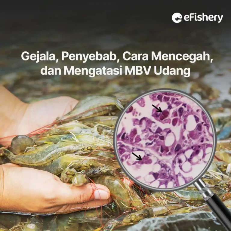 cara mengatasi penyakit mbv pada udang