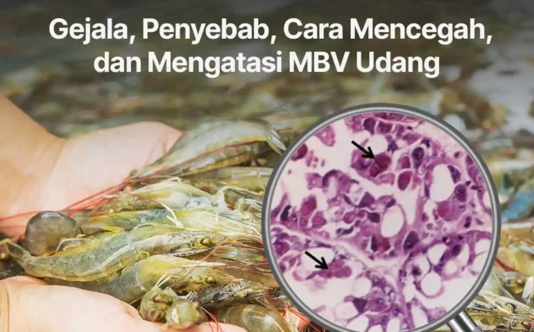 cara mengatasi penyakit mbv pada udang