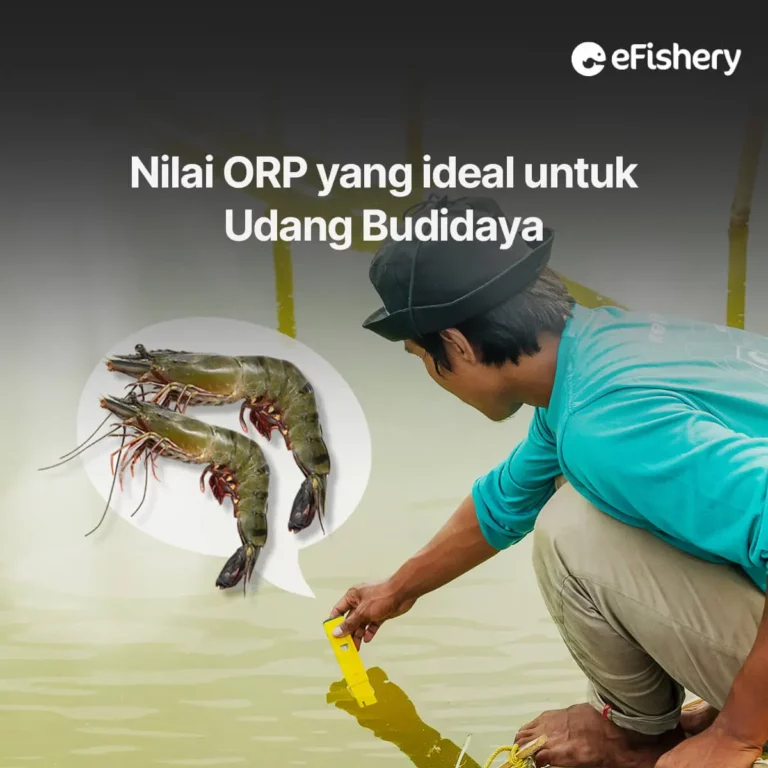 nilai-orp-yang-ideal-untuk-budidaya-udang