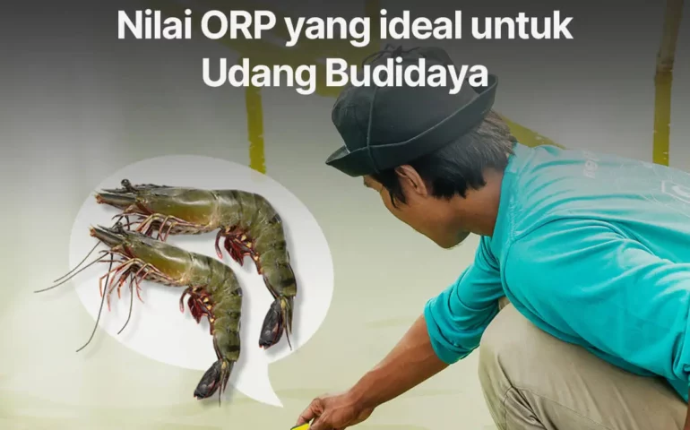 nilai-orp-yang-ideal-untuk-budidaya-udang