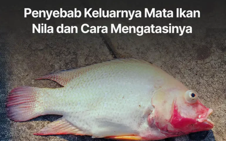 penyakit ikan nila mata keluar