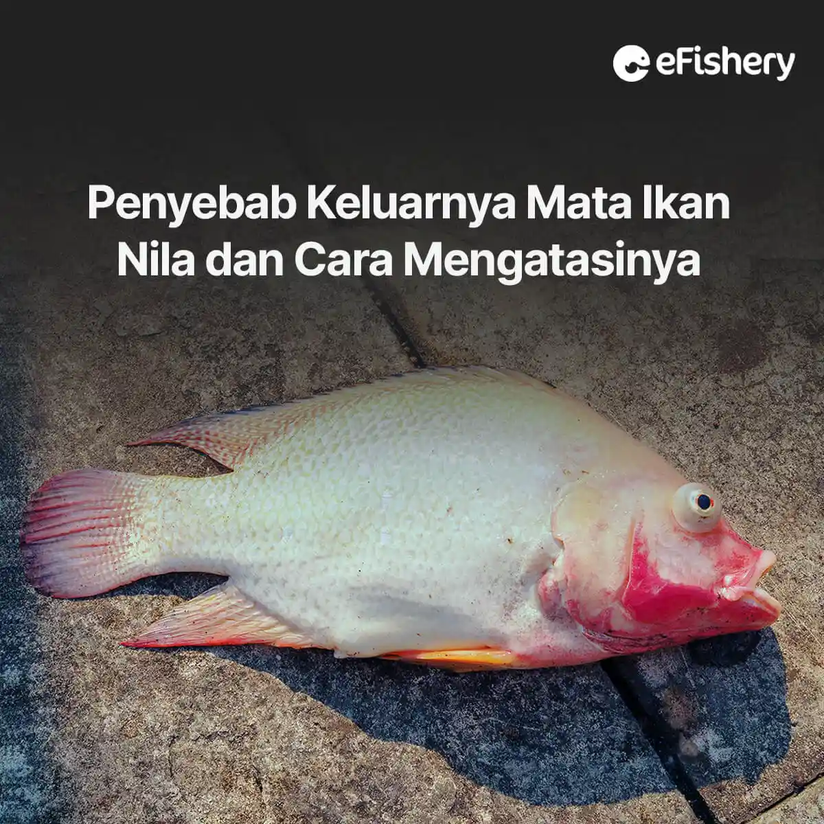 penyakit ikan nila mata keluar