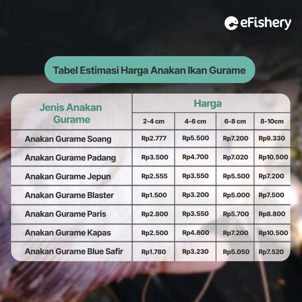 tabel estimasi harga anakan ikan gurame