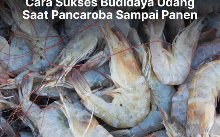 cara budidaya udang saat pancaroba