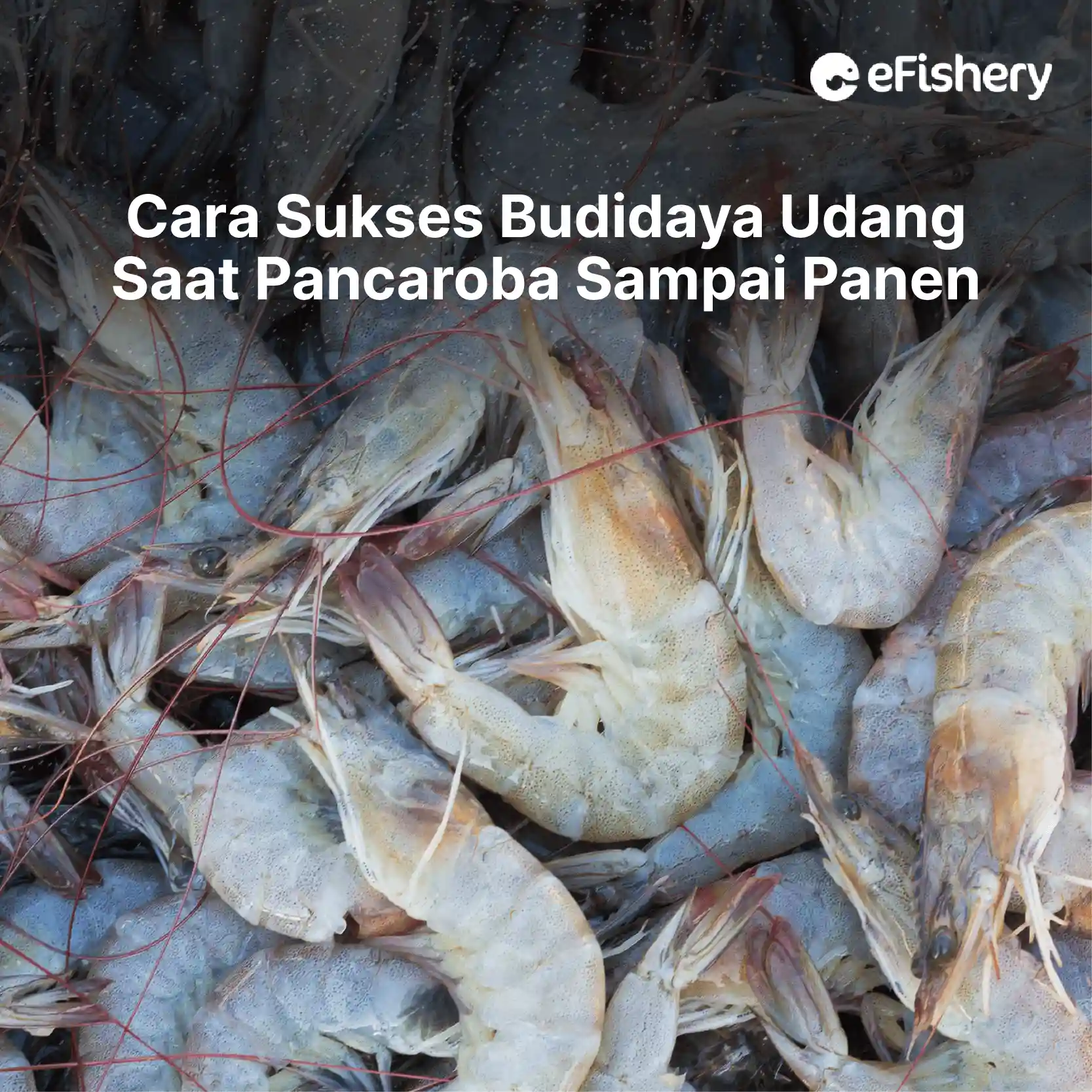 cara budidaya udang saat pancaroba