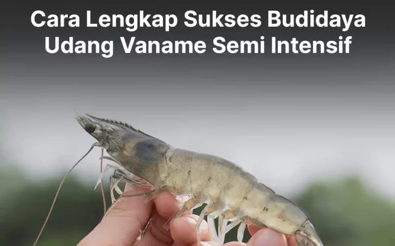 budidaya udang vaname semi intensif