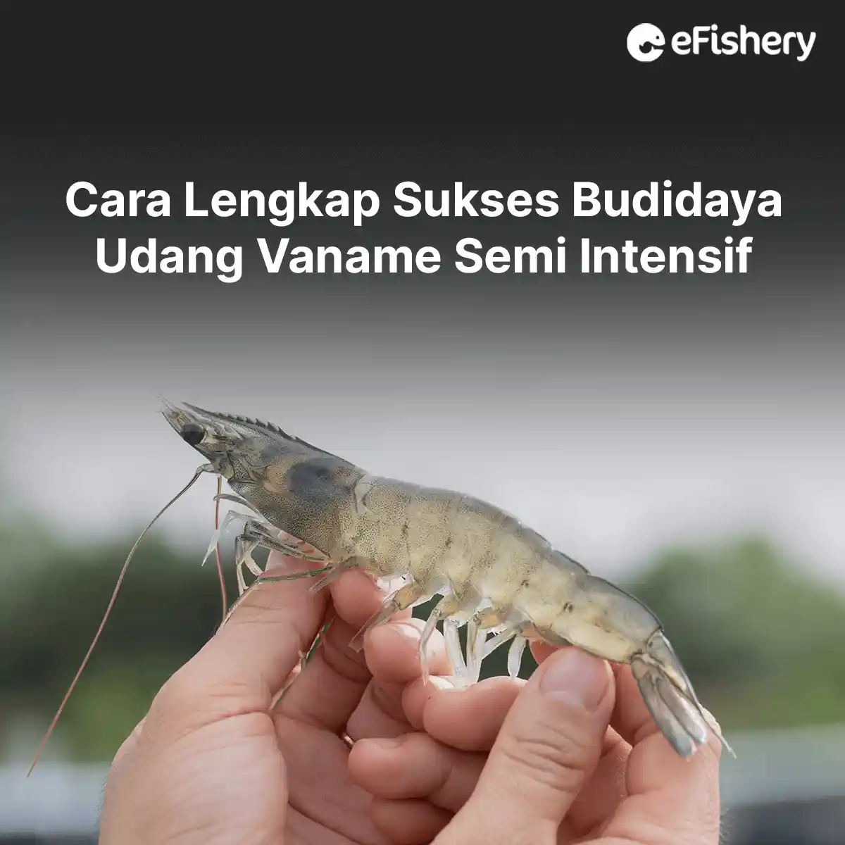 budidaya udang vaname semi intensif