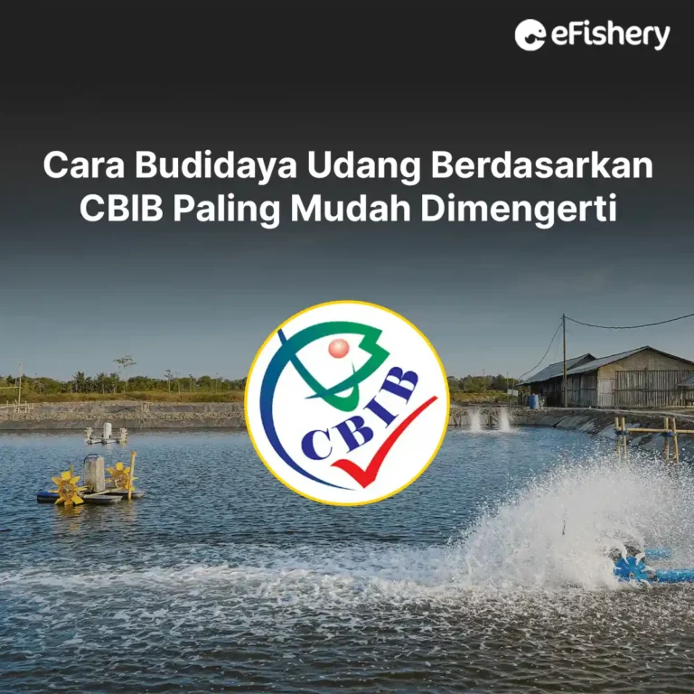 cara budidaya udang berdasarkan cbib