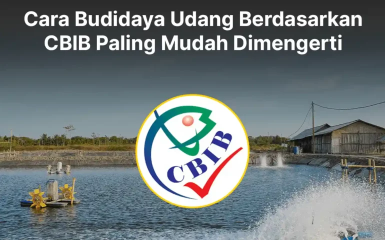 cara budidaya udang berdasarkan cbib