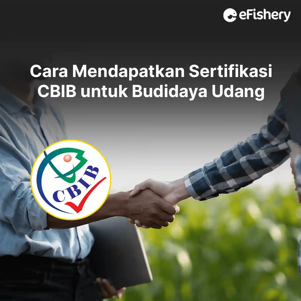 cara mendapatkan sertifikasi cbib untuk budidaya udang