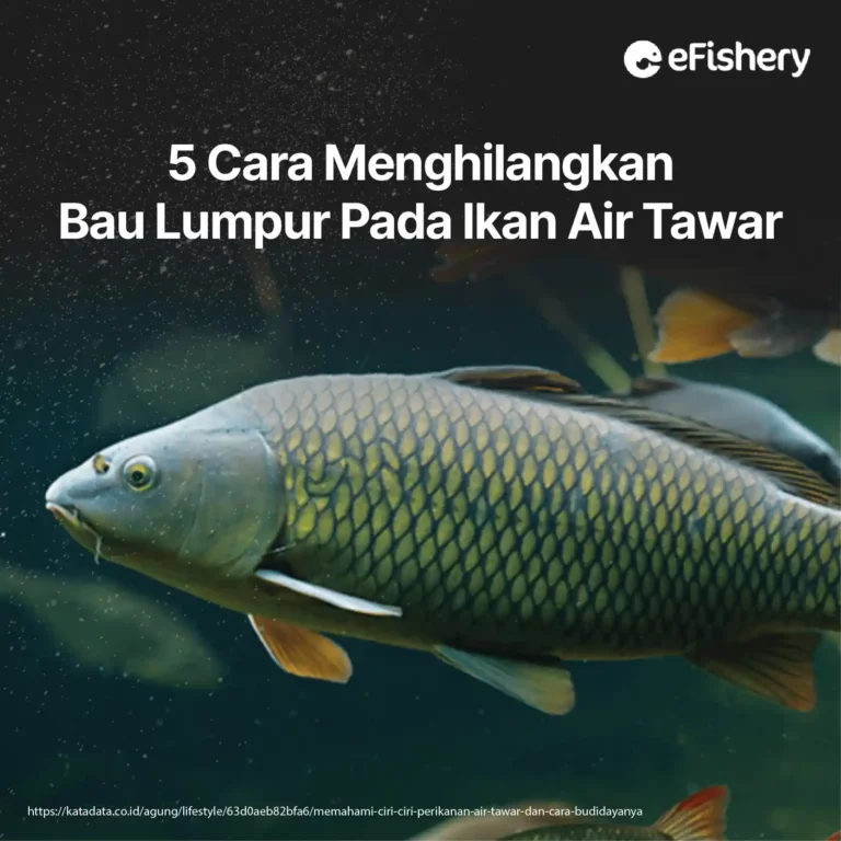 cara menghilangkan bau lumpur pada ikan air tawar