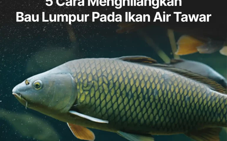 cara menghilangkan bau lumpur pada ikan air tawar