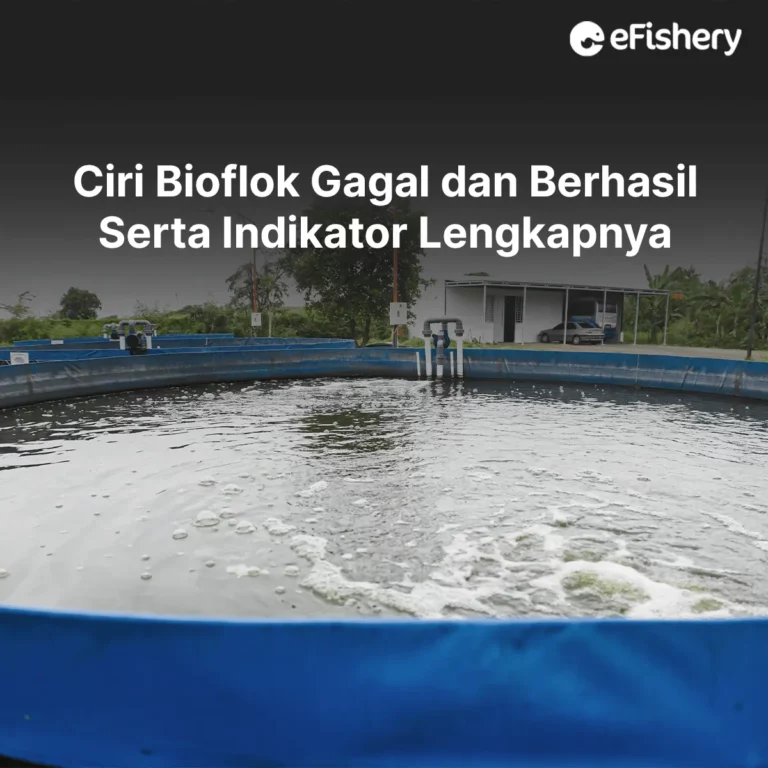 ciri bioflok gagal