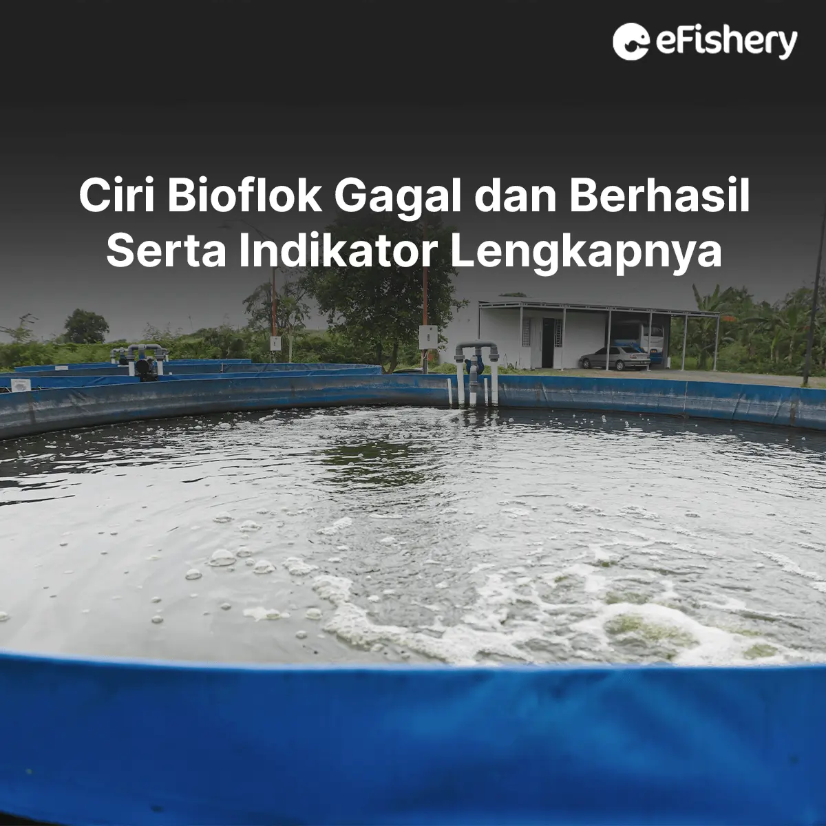 ciri bioflok gagal