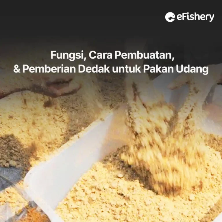 fungsi cara pembuatan dan pemberian dedak untuk pakan udang