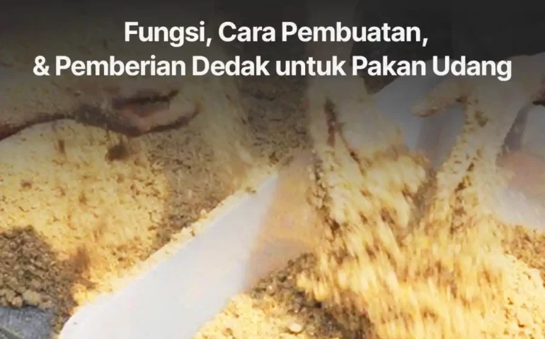 fungsi cara pembuatan dan pemberian dedak untuk pakan udang