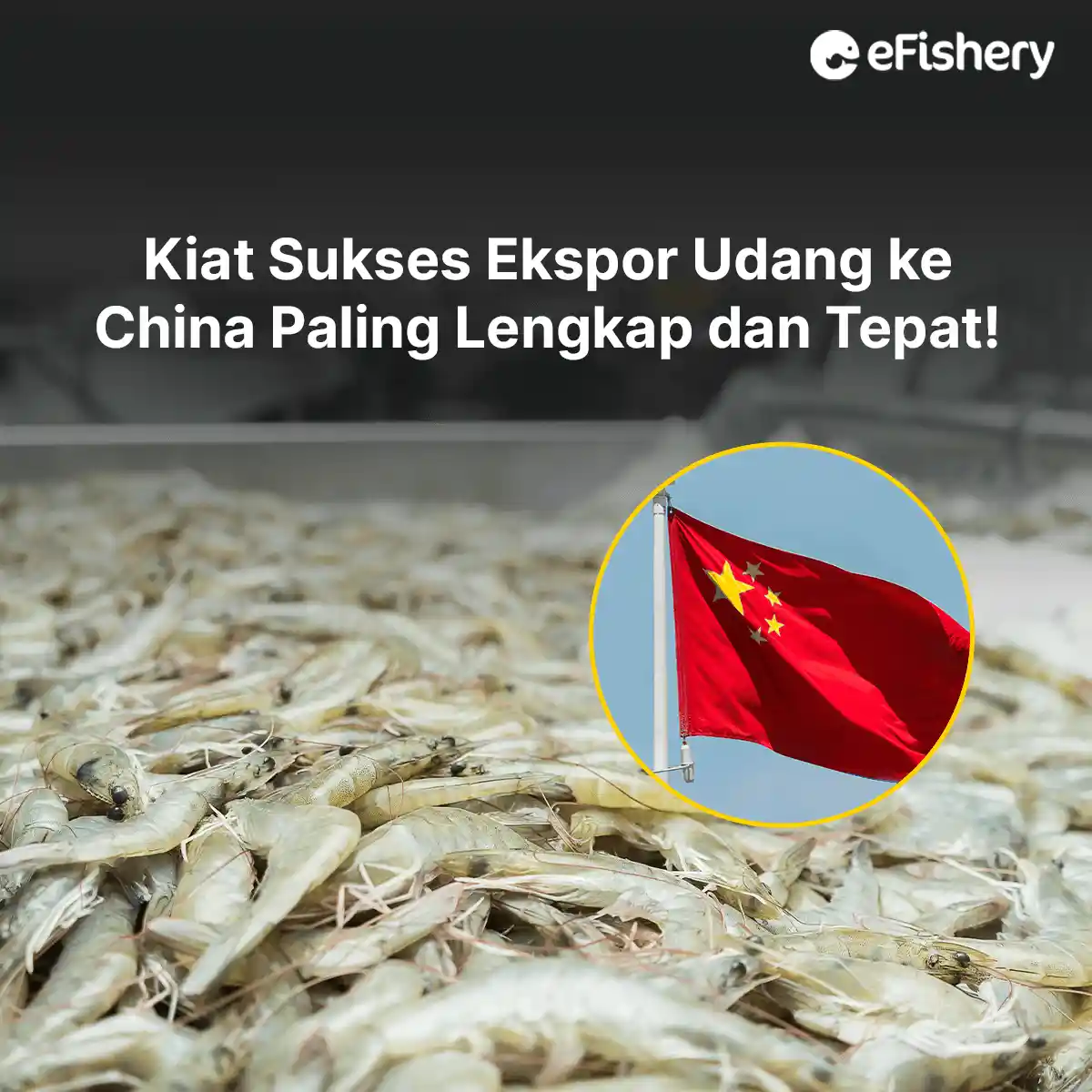 ekspor udang ke cina