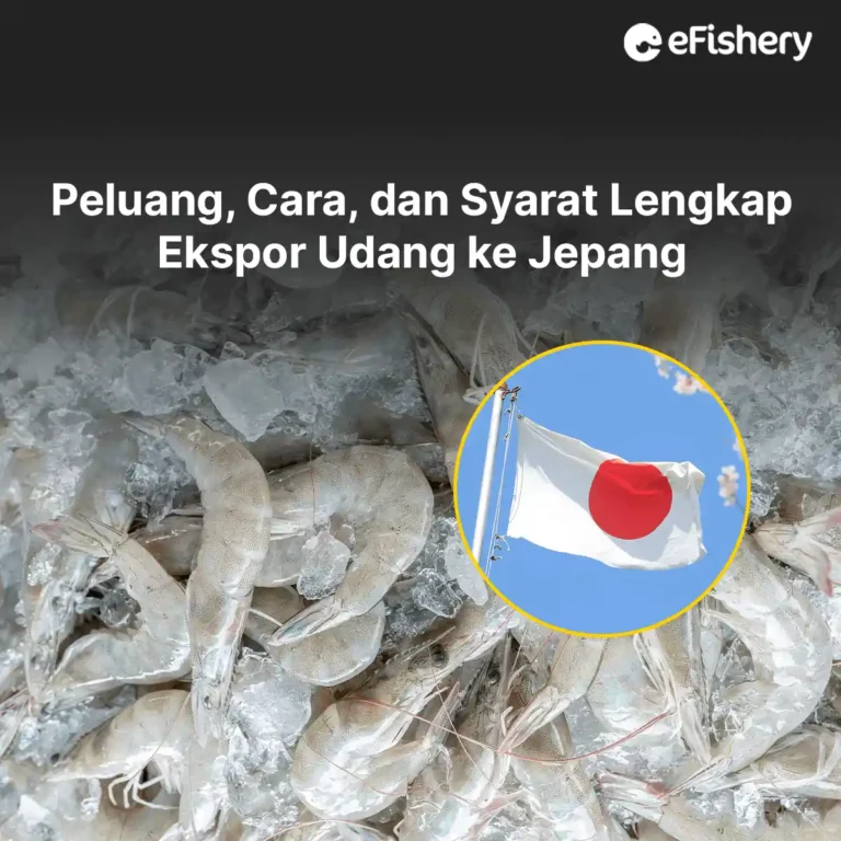 ekspor udang ke jepang