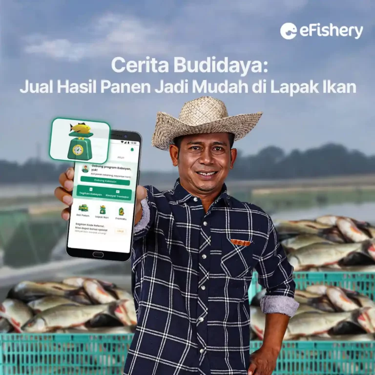 cerita budidaya jual hasil panen di lapak ikan