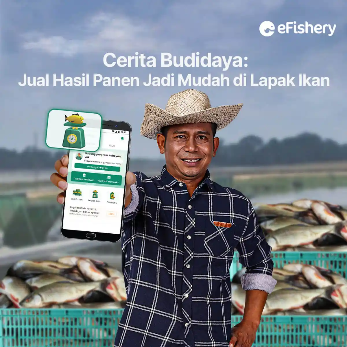 cerita budidaya jual hasil panen di lapak ikan