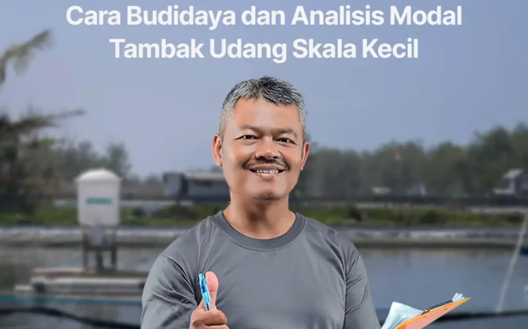 cara budidaya dan analisis modal tambak udang skala kecil