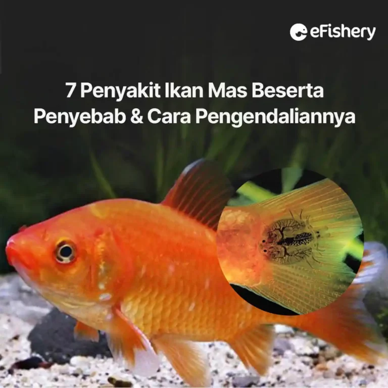 penyakit ikan mas