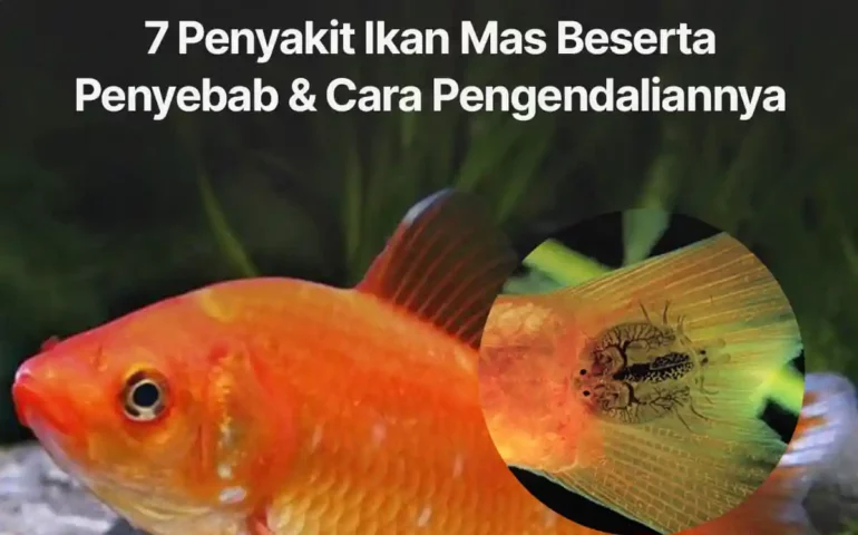 penyakit ikan mas