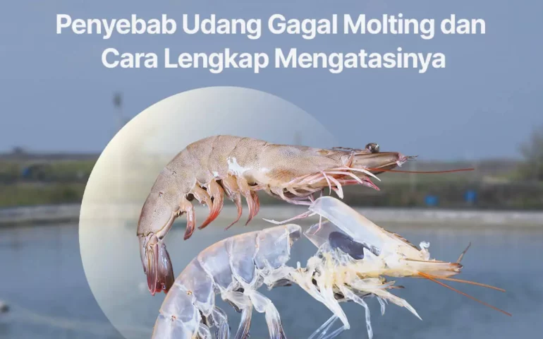 penyebab udang gagal molting