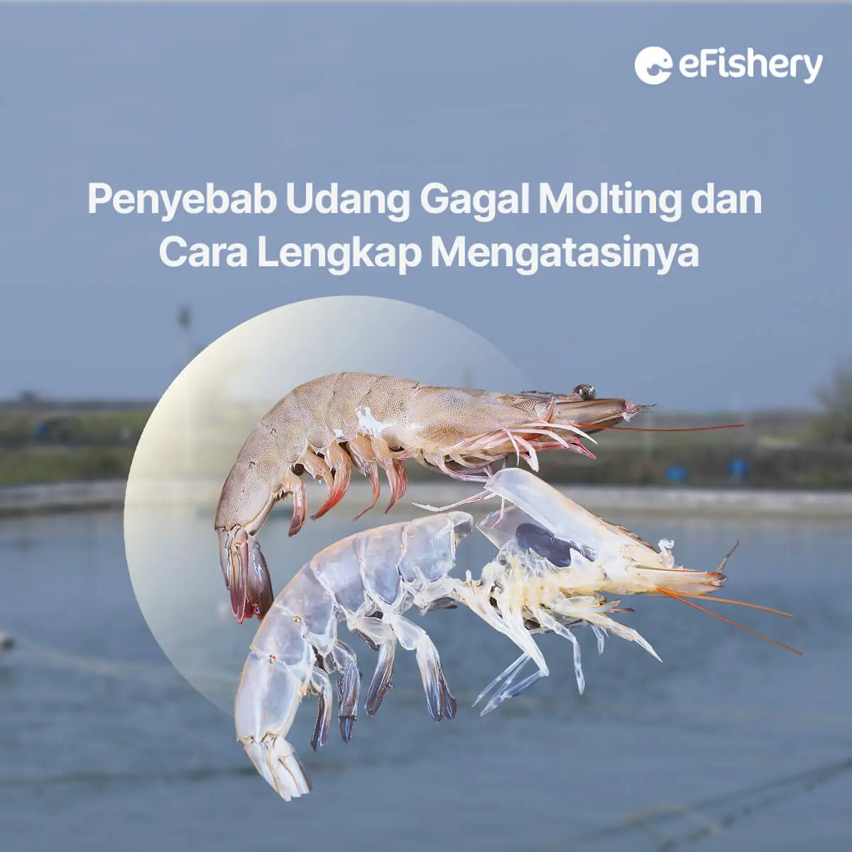 penyebab udang gagal molting