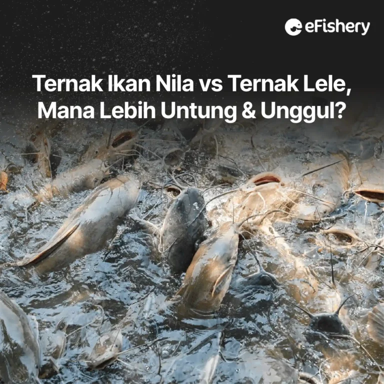 ternak ikan nila vs ikan lele