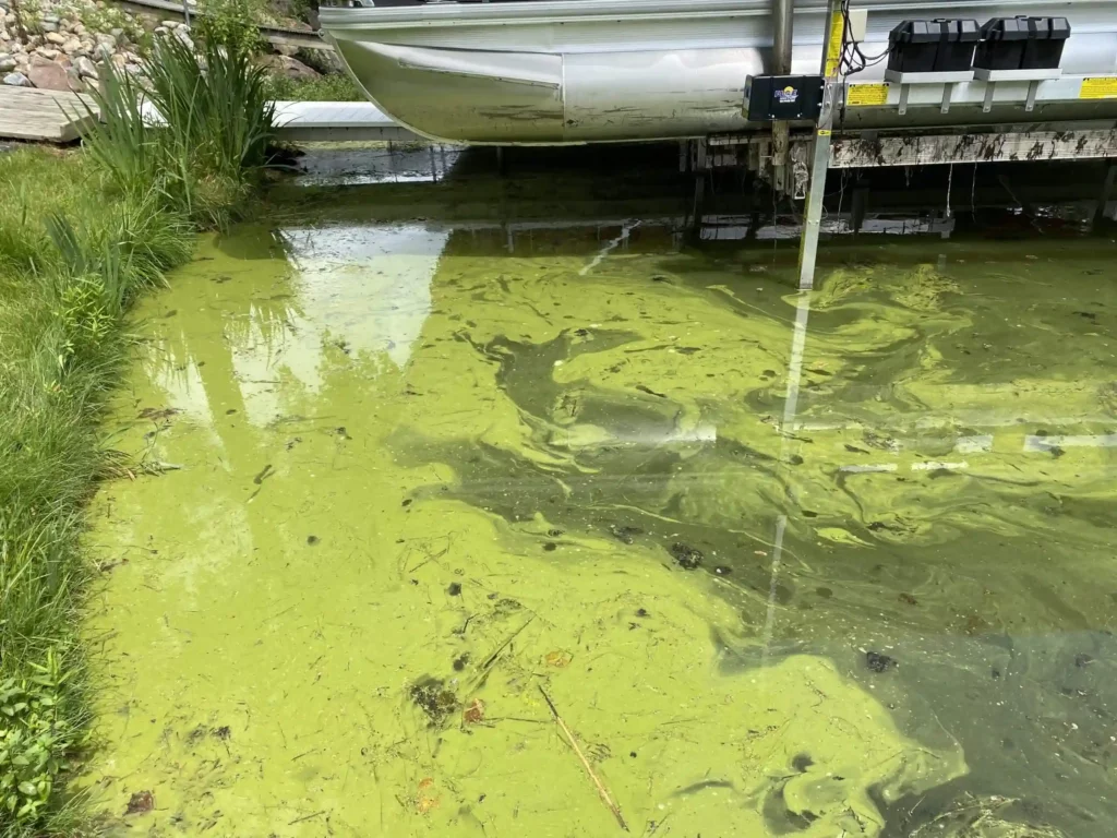 blooming blue green algae