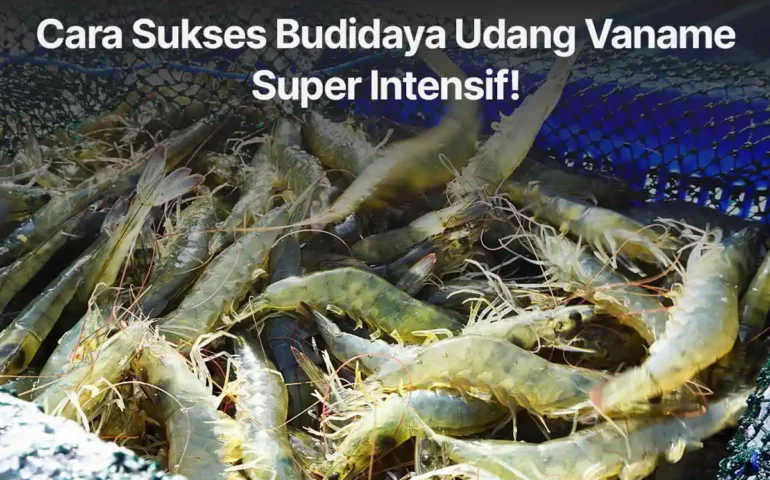 cara budidaya udang vaname super intensif